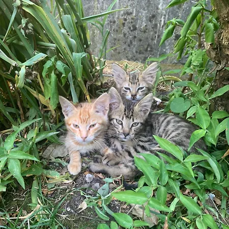 Zeko Two Living Balcony View Garden Gjirokastër